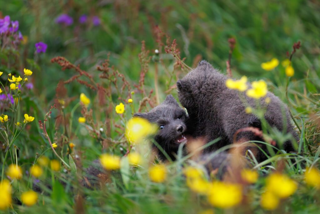 Arctic Foxes in Hornstrandir 2026 Arctic Foxes in Hornstrandir 2026