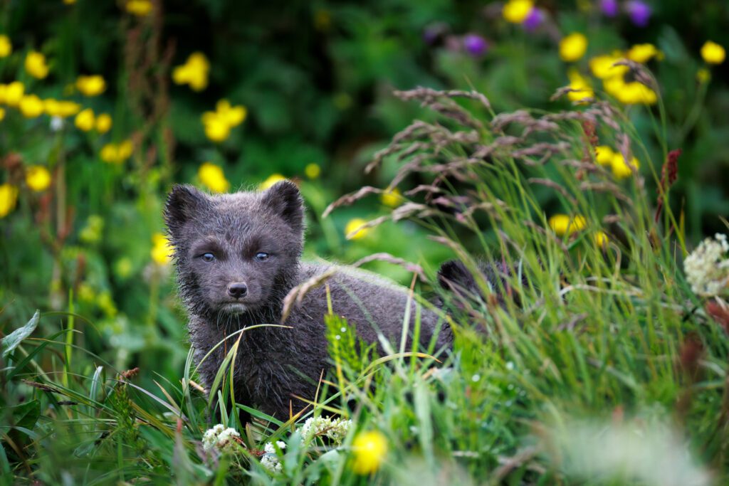 Arctic Foxes in Hornstrandir 2026