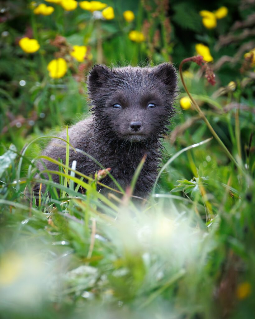 Arctic fox kit sitting among buttercups and grass in Hornstrandir, looking up at the camera.