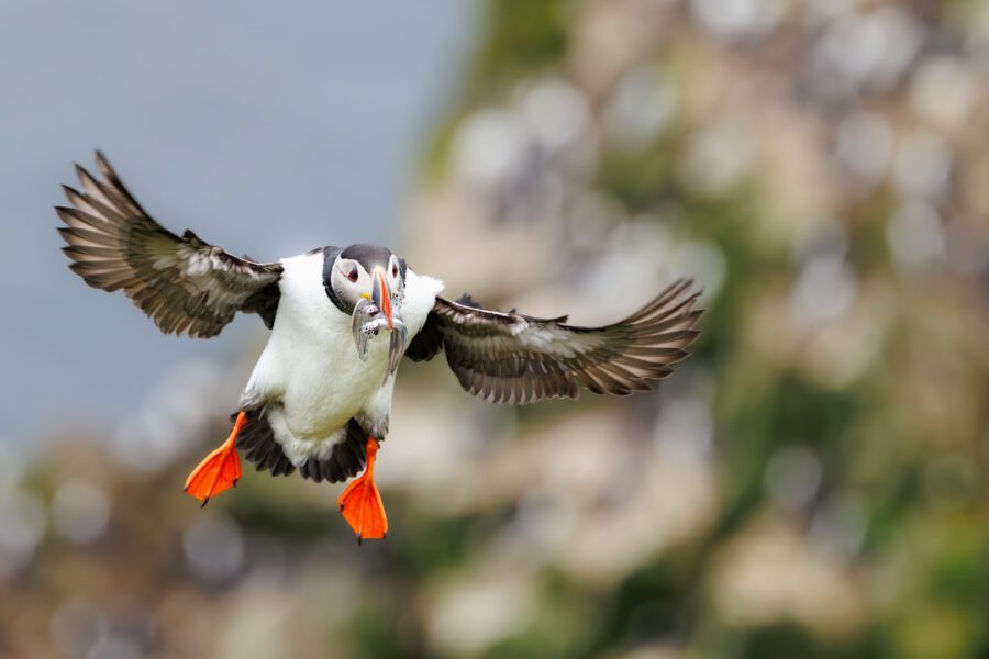 A puffin landing with fish in its bill