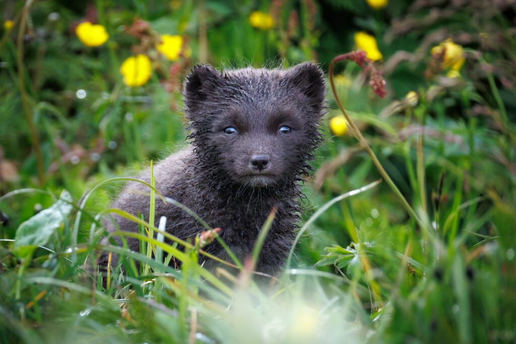 Canon RF 200-800mm F6.3-9 IS USM: Photographing Arctic Foxes