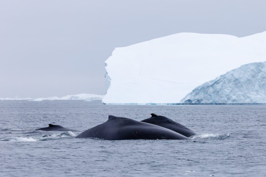 Pair of humpback whales surfacing in foreground with a misty tabular iceberg behind, West Greenland.