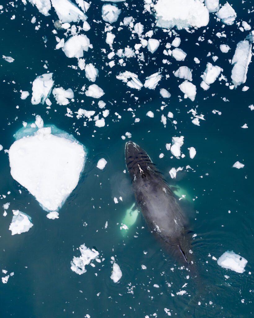 Top-down drone shot of a humpback whale swimming through scattered sea ice in West Greenland.