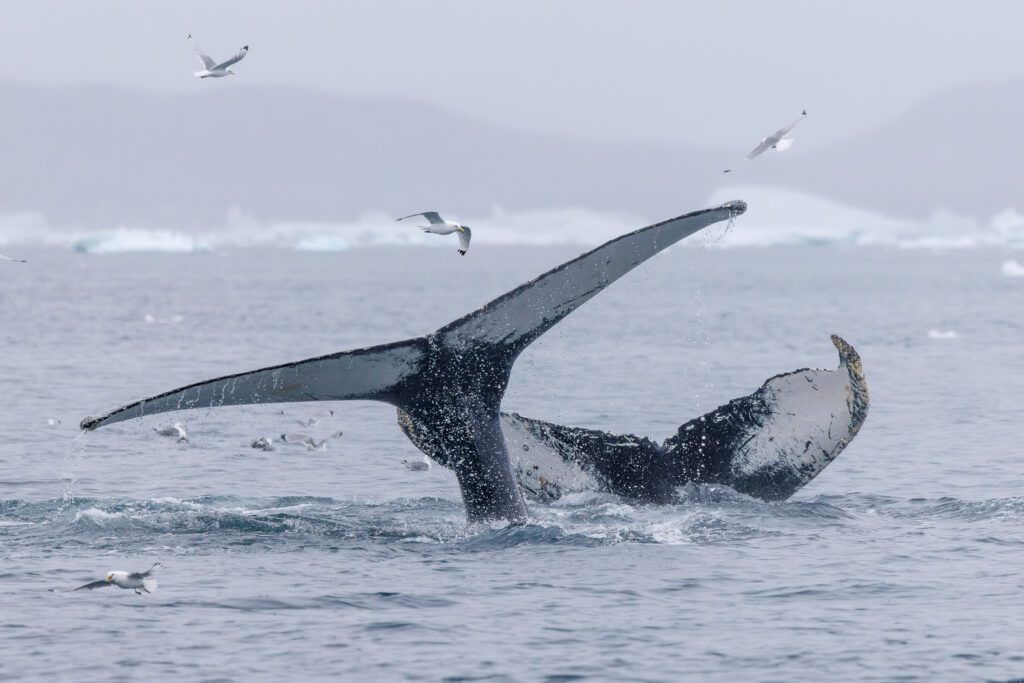Humpback whale lifting its tail flukes high above the water, kittiwakes wheeling overhead in Greenland.