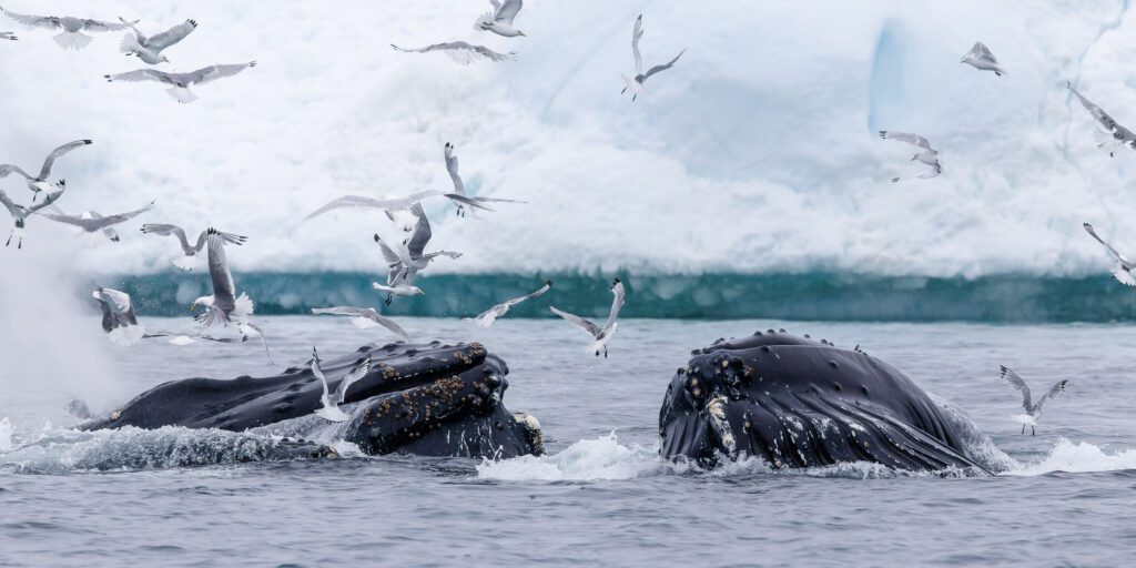 Humpback whales bubble-net feeding with kittiwakes circling near a Greenland iceberg.