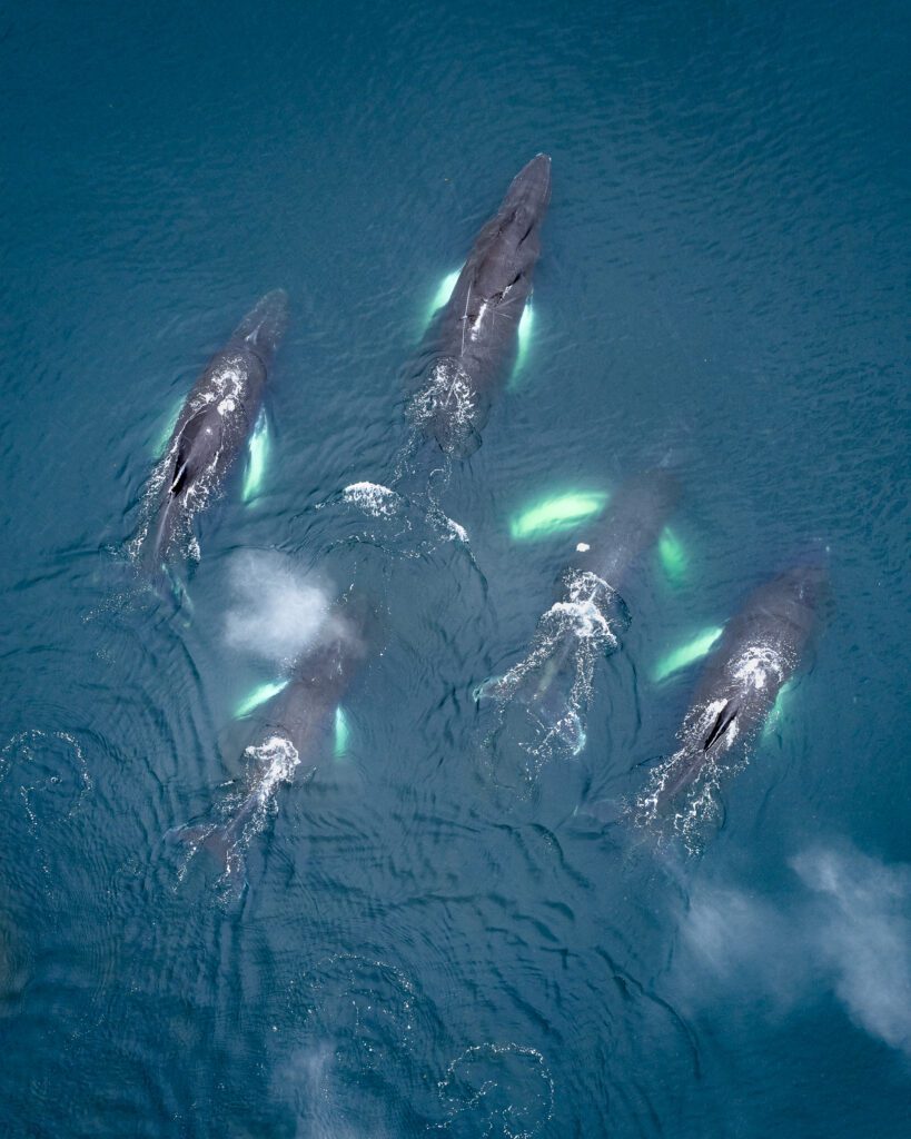 Aerial of five humpback whales surfacing together, pectoral fins glowing turquoise underwater.