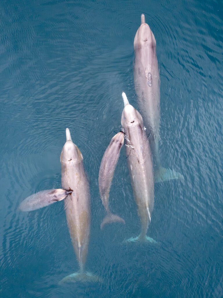 Top-down aerial of four northern bottlenose whales swimming together in calm dark water.