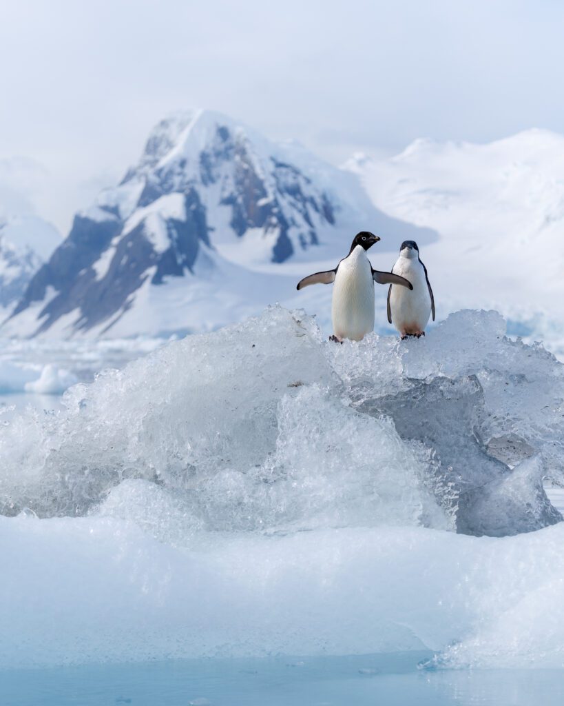 Pair of adélie penguins perched on a chunk of brash ice with an Antarctic peak behind.