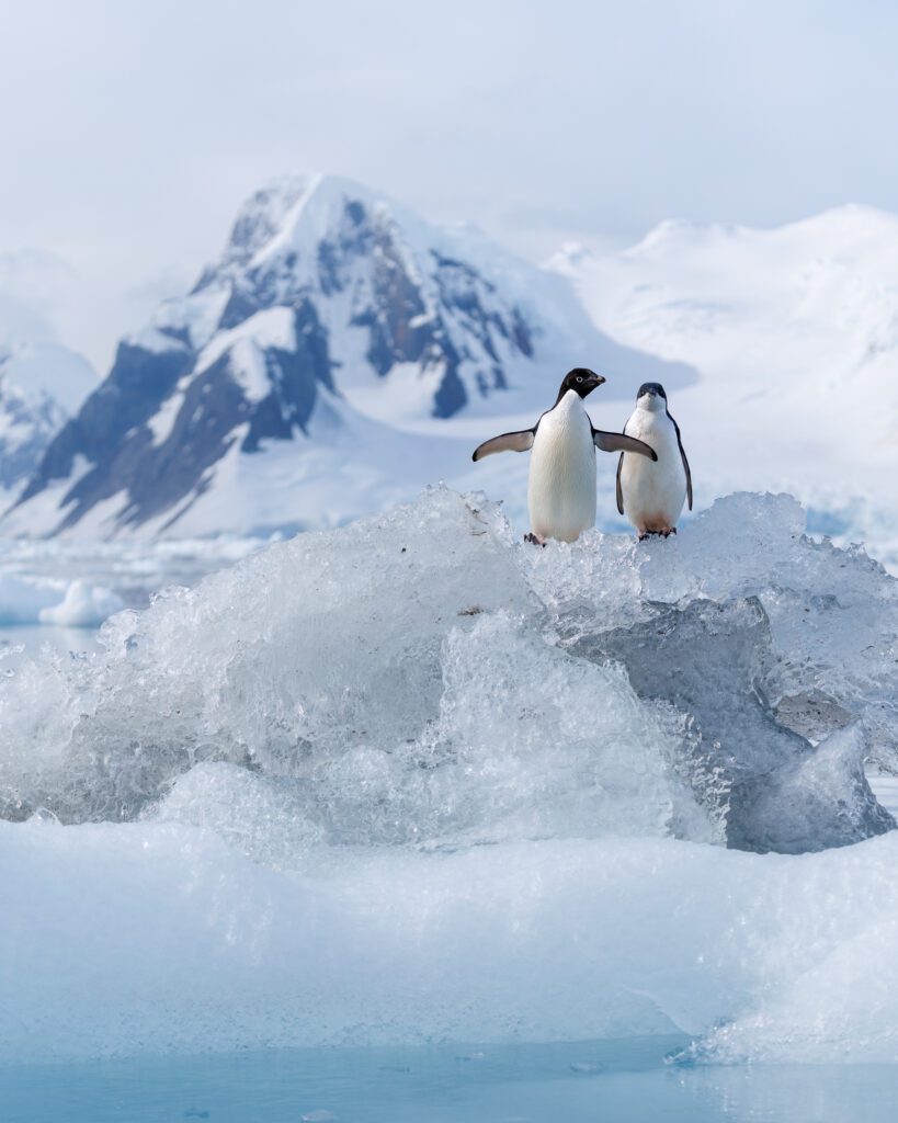 Antarctica & South Georgia Photo Expedition 2028
