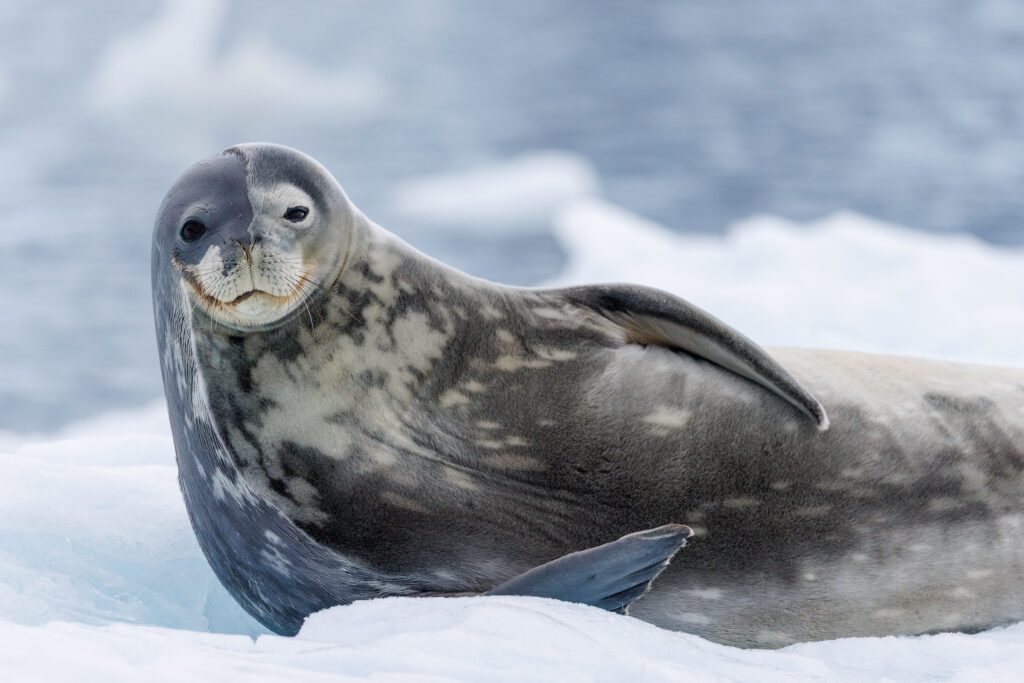 Weddell seal resting on ice in Antarctica, head raised and marbled coat catching soft light.