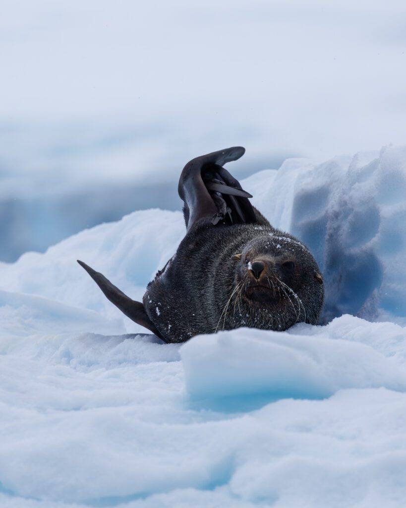 Antarctic fur seal lying on an iceberg with one flipper raised in the air, near Cuverville Island.