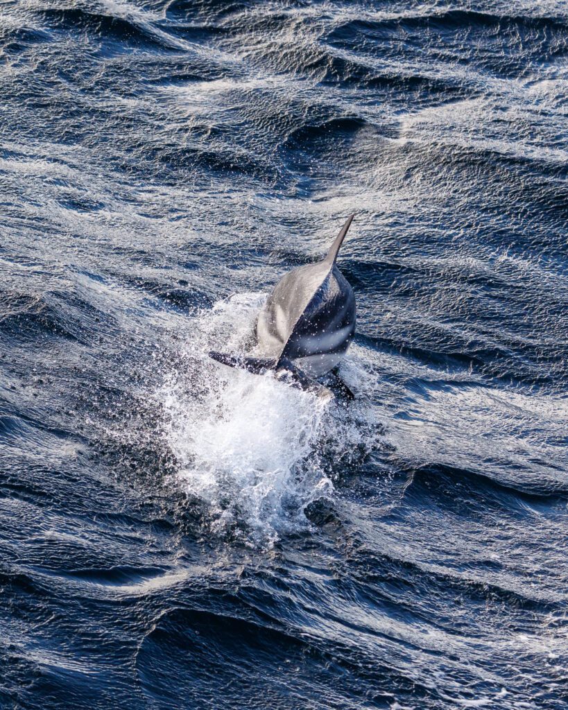 Peale's dolphin breaching in the choppy waters of the Beagle Channel near Tierra del Fuego.