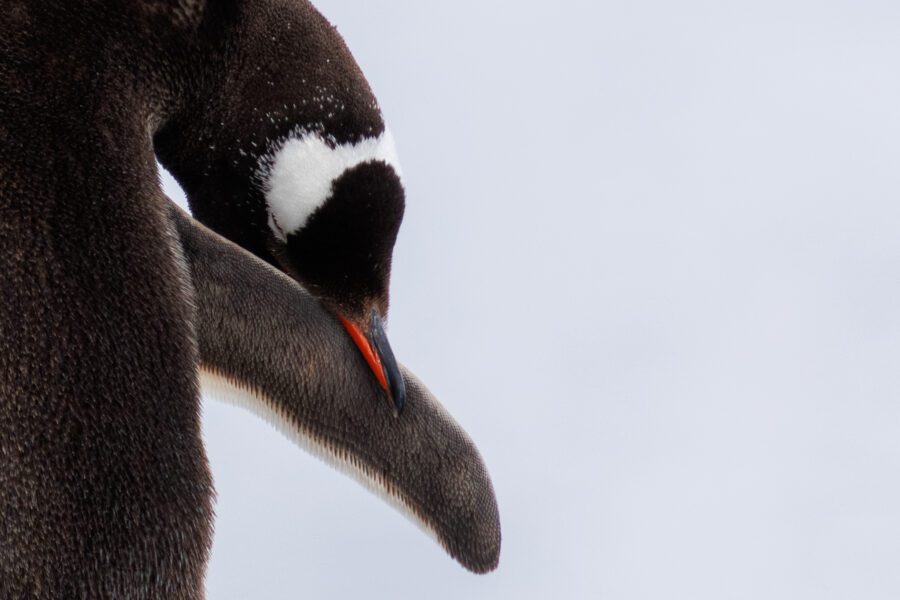 A close-up portrait image of a Gentoo penguin