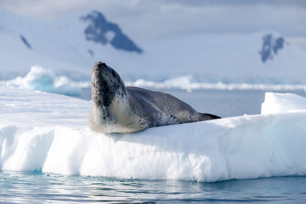Leopard seal resting on an iceberg in Paradise Harbour, snowy Antarctic peaks behind.