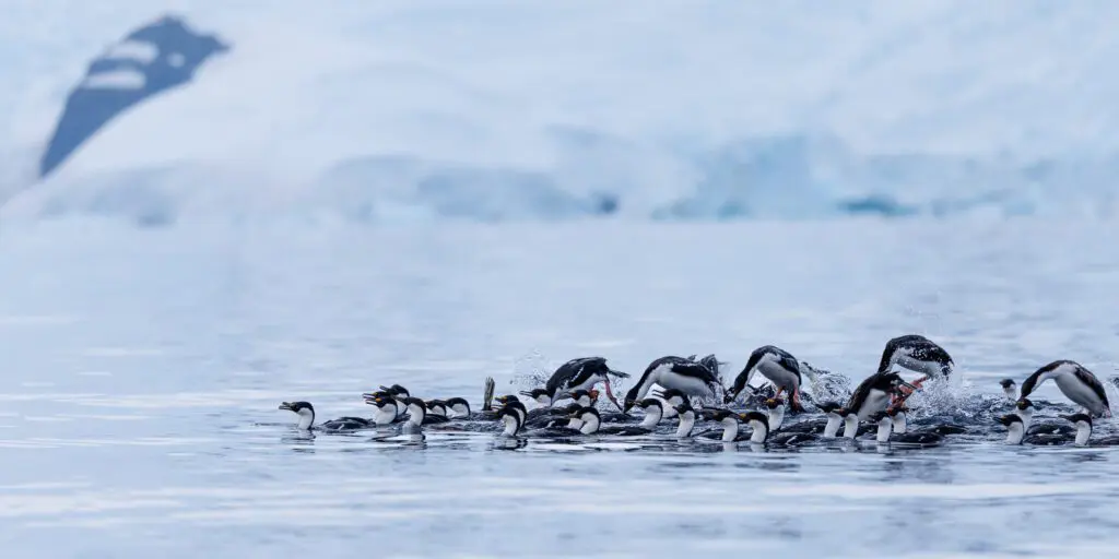 Raft of Antarctic shags porpoising in formation in front of an Antarctic glacier.