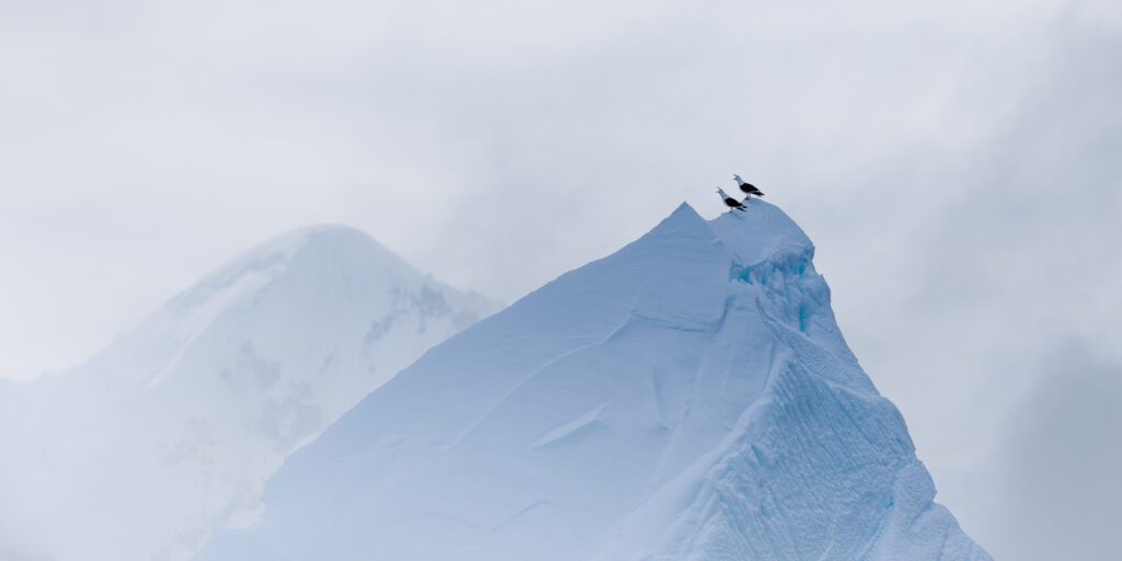 Two Antarctic shags perched on the peak of a sculpted blue iceberg drifting through misty Antarctic waters.