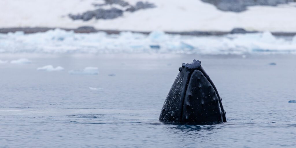Humpback whale spy-hopping out of the water, barnacled rostrum lifted toward an Antarctic shore.