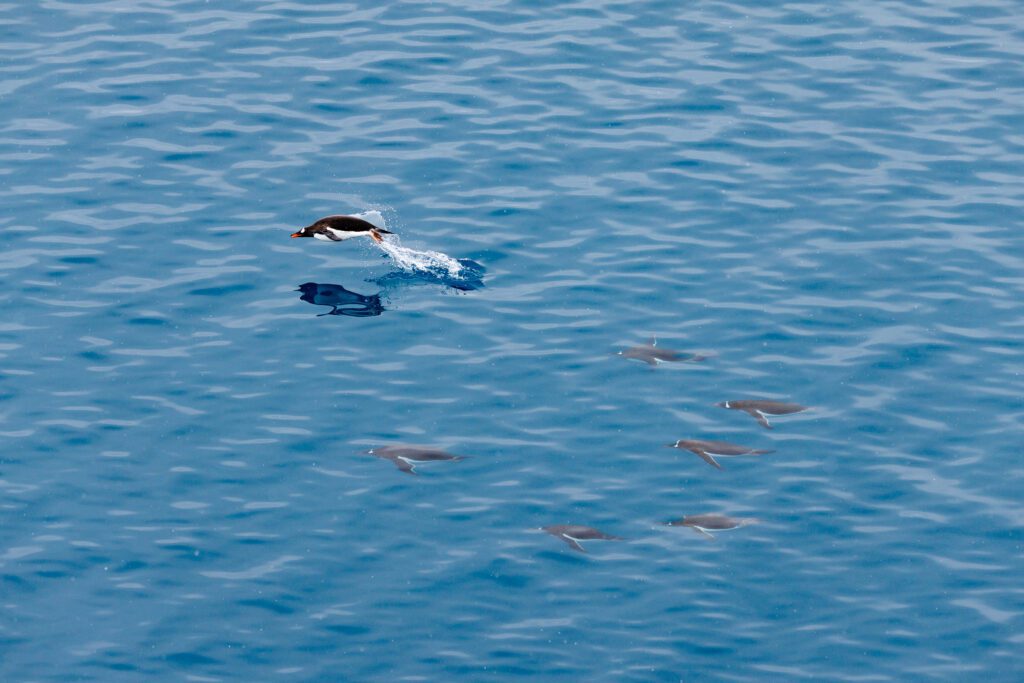 Gentoo penguin leaping clear of the water above a raft of swimming penguins in Antarctica.