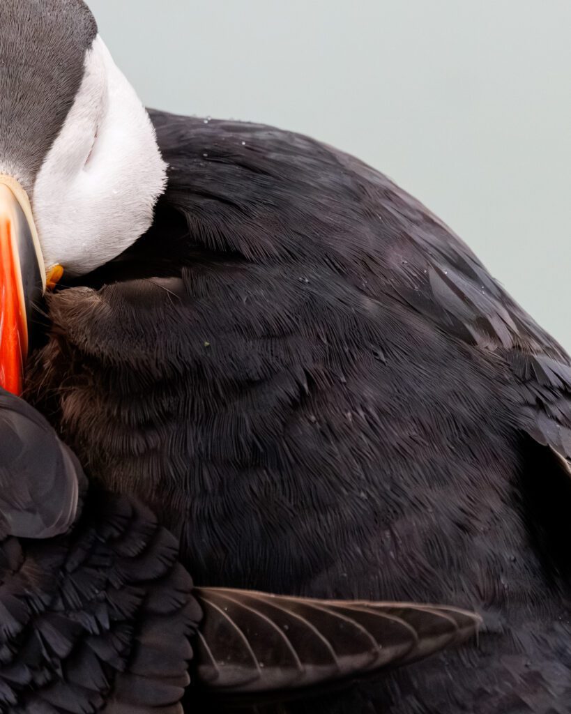 A puffin resting with its head tucked into its shoulder feathers.
