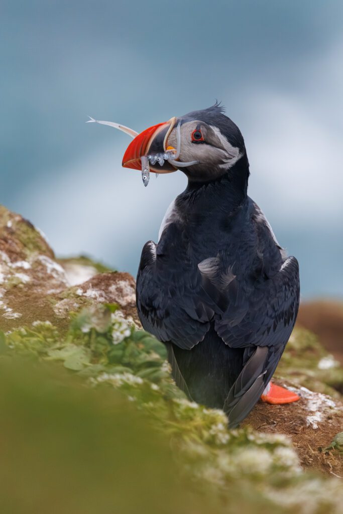 A puffin on a grassy clifftop with a beakful of sand eels, the sea blurred behind.