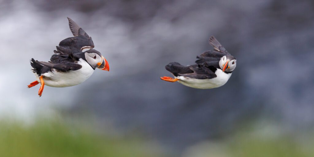 Two puffins flying side by side above a green clifftop.