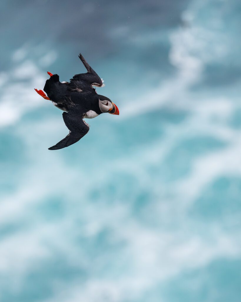 A puffin banking in flight above turquoise breaking surf.