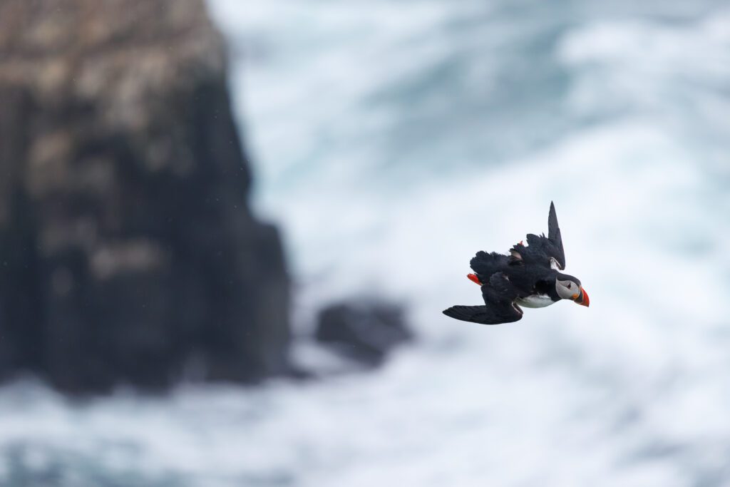 A puffin in flight above breaking white surf beneath a dark sea cliff.