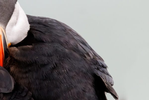 A puffin preening its dark back feathers, with a second bird pressed close beside it.